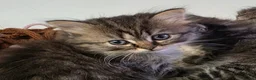 Birman cats for sale: Four Birchilla’s available . Birman-chinchilla! - Advert 1