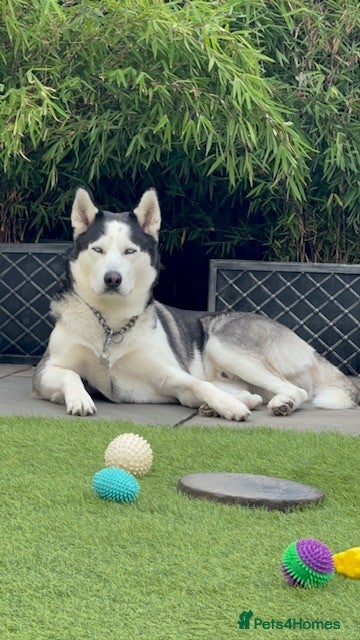 Siberian Husky dogs Siberian Husky For First Time Stud - Advert 2