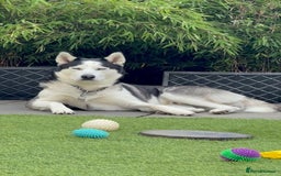 Siberian Husky dogs for stud: Siberian Husky For First Time Stud - Advert 1