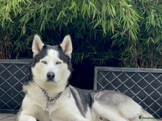 Siberian Husky dogs Siberian Husky For First Time Stud - Advert 6