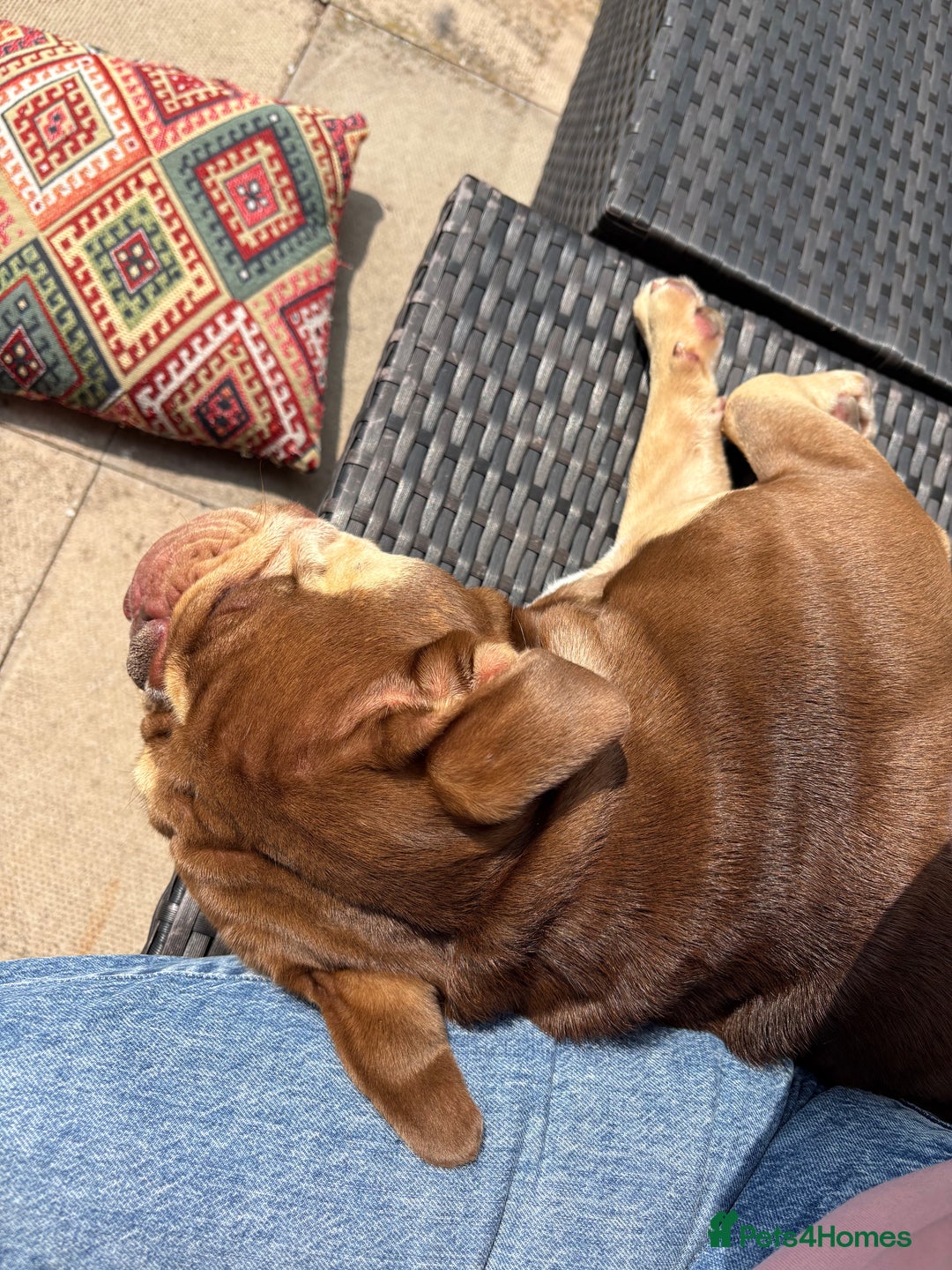 English Bulldog dogs for sale: Ralph  - Image 5
