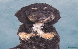 Miniature Poodle dogs for stud: KC Registered Miniature Poodle in Wrexham - Image 11