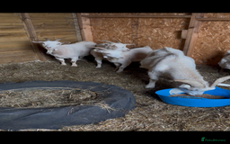 Goats livestock for sale: 3 Nanny’s 1 Billy Pygmy crosses  - Image 3