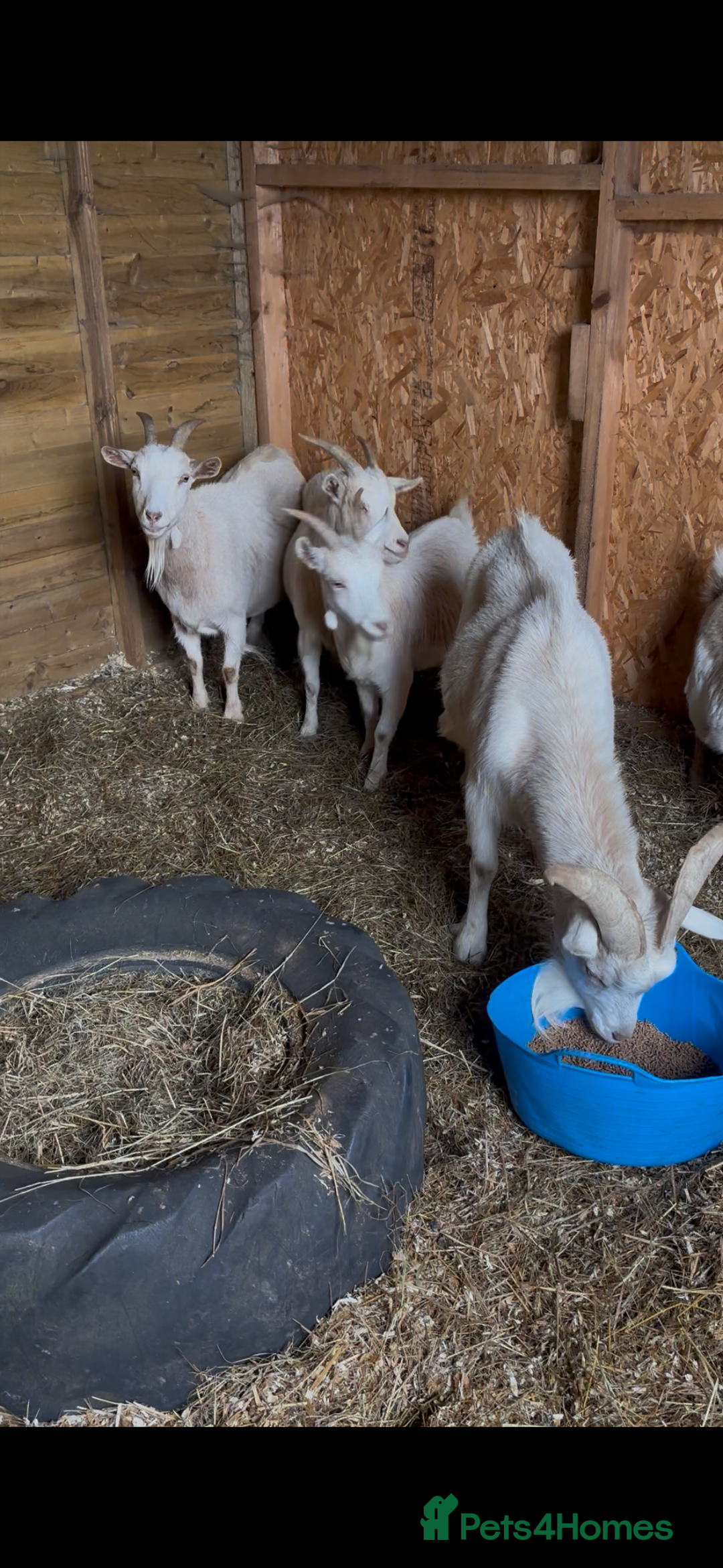 Goats livestock for sale: 3 Nanny’s 1 Billy Pygmy crosses  - Image 3