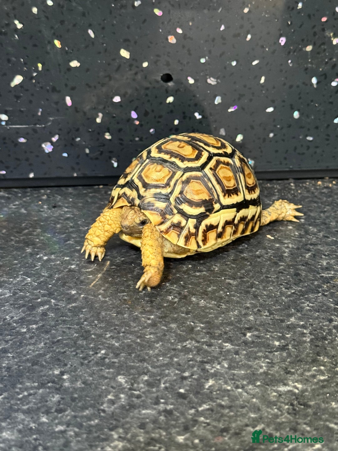 Tortoise reptiles for sale: Tortoise African Leopard  - Image 8