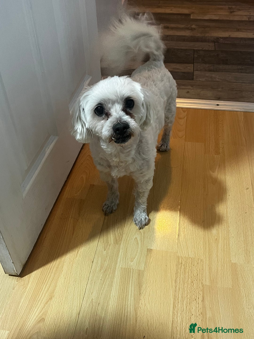 Maltese dogs for stud: Maltese terrier for stud - Image 6