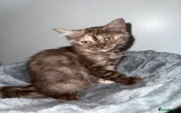 British Shorthair cats for sale: BSH x SF show quality kittens (REDUCED) - Image 27