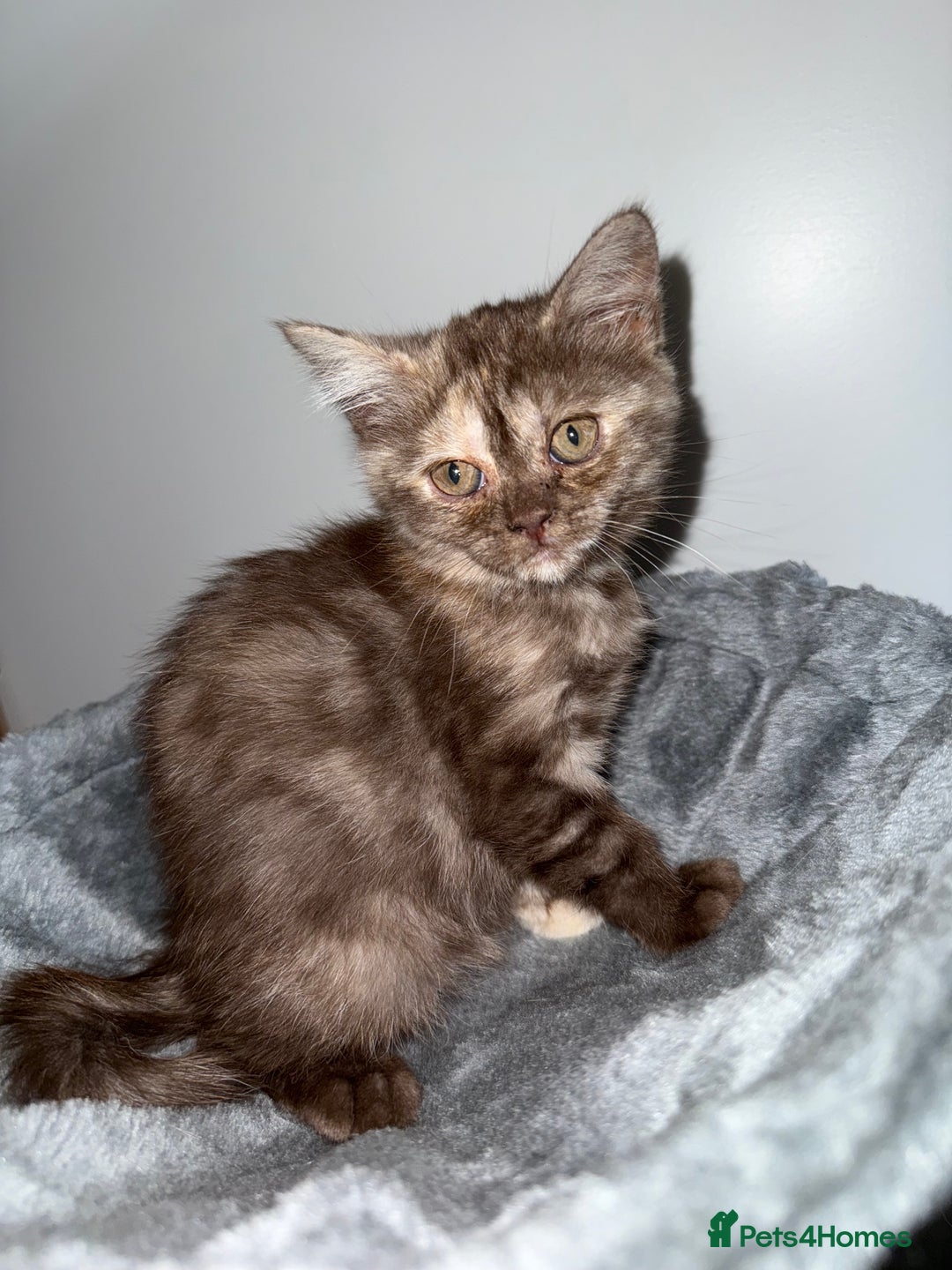 British Shorthair cats for sale: BSH x SF show quality kittens (REDUCED) - Image 27
