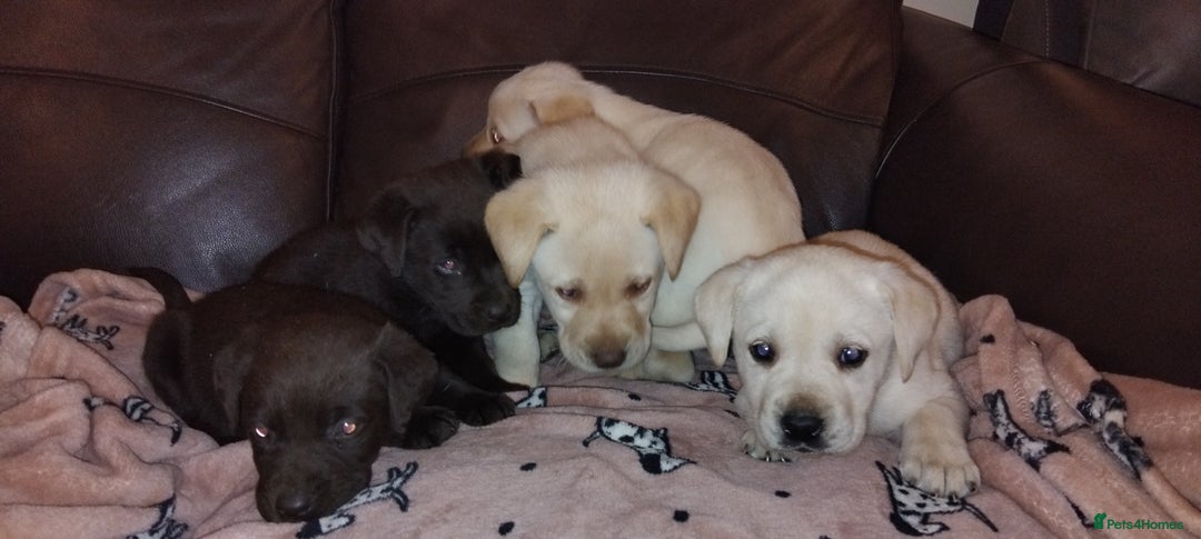 Labrador Retriever dogs for sale: Lovely Labrador puppies  - Advert 8