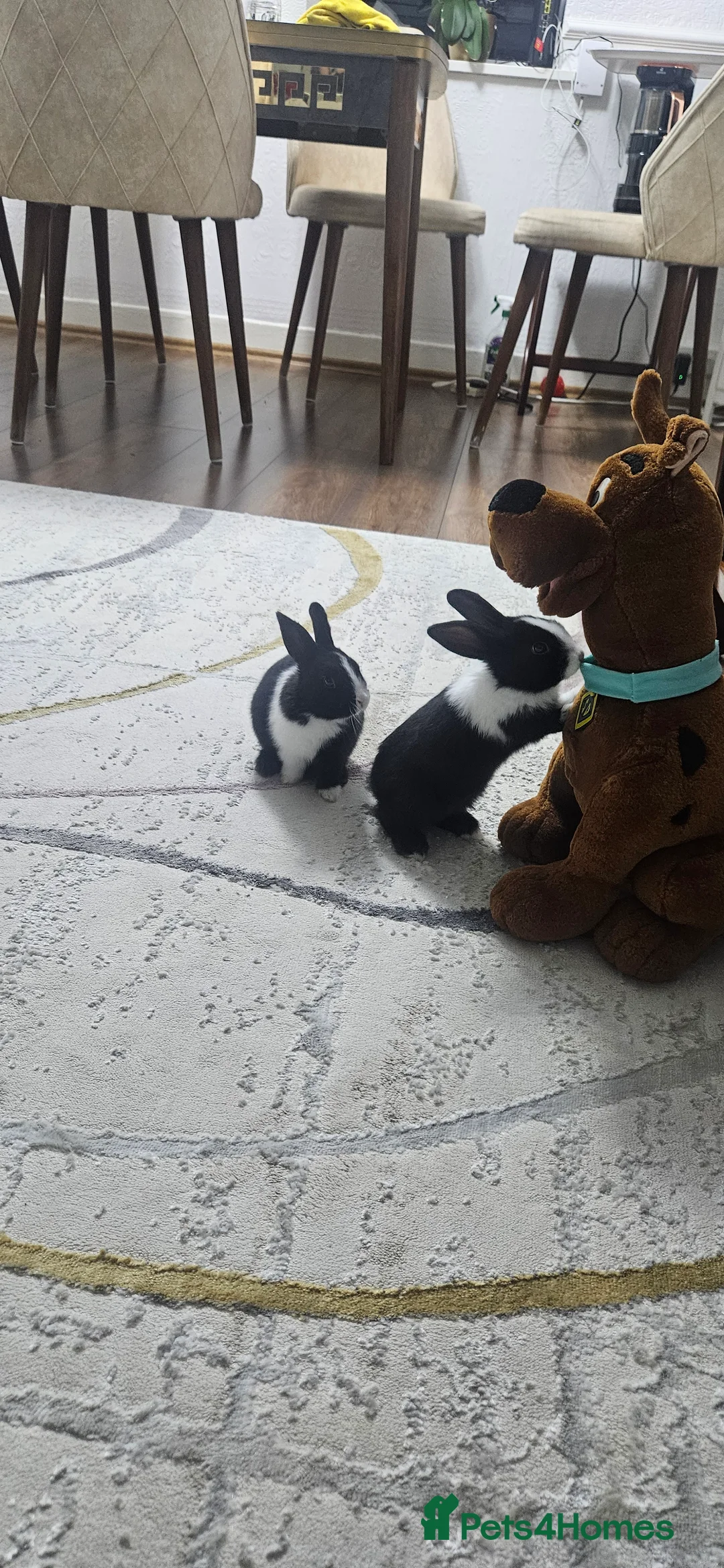 Mixed Breed rabbits for sale: They are 3 weeks and 5 weeks old  - Advert 10