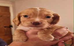 Cocker Spaniel dogs for sale: Gorgeous Health Tested Working Cocker Spaniels - Image 4