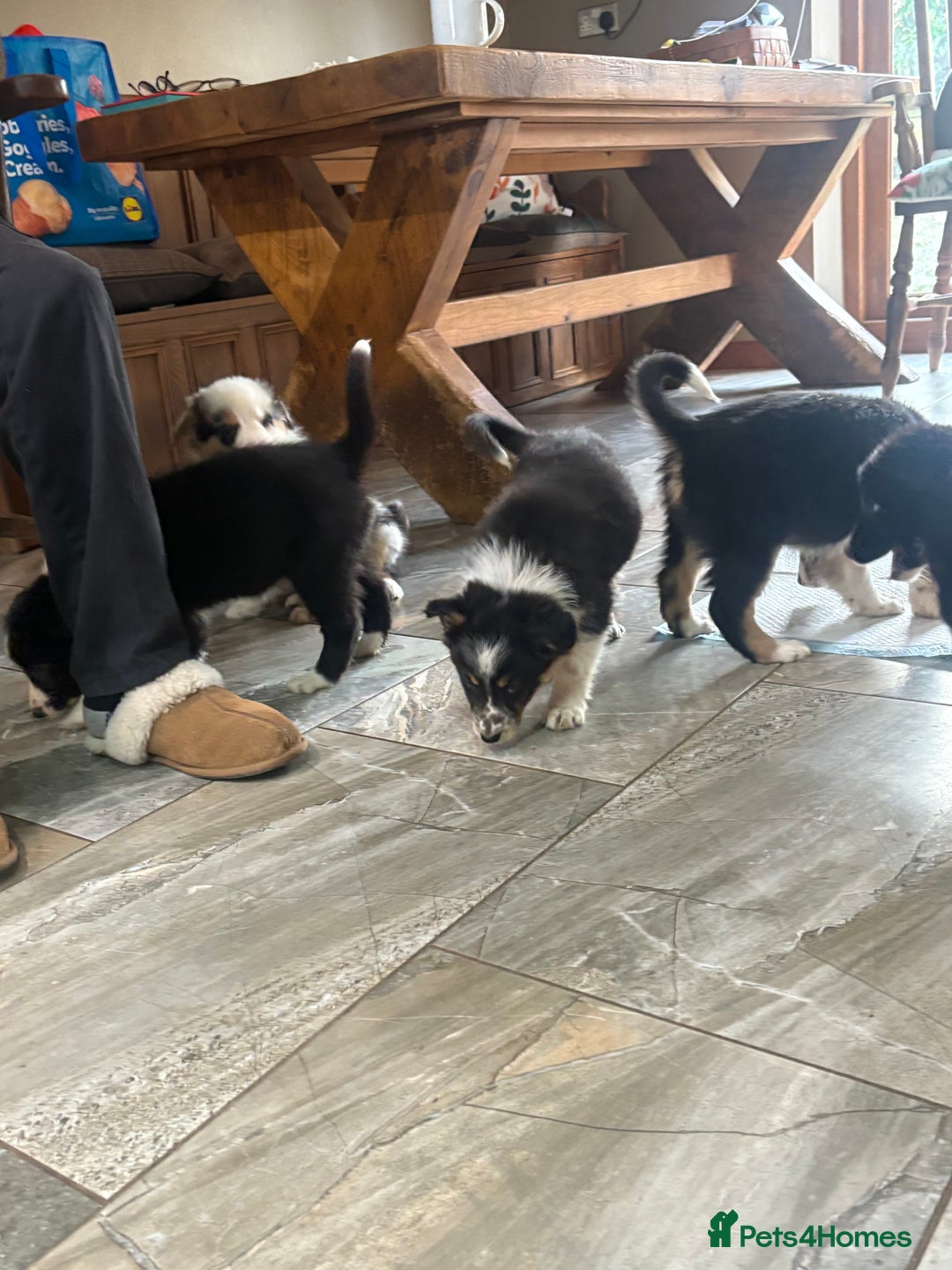 Border Collie dogs for sale: Border collie puppies  - Advert 12