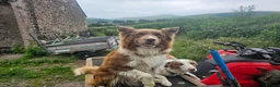 Border Collie dogs for sale: Stunning Border Collie pups from working home - Advert 1