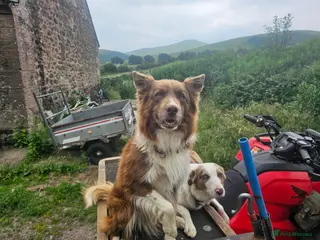 Border Collie dogs Stunning Border Collie pups from working home - Advert 2