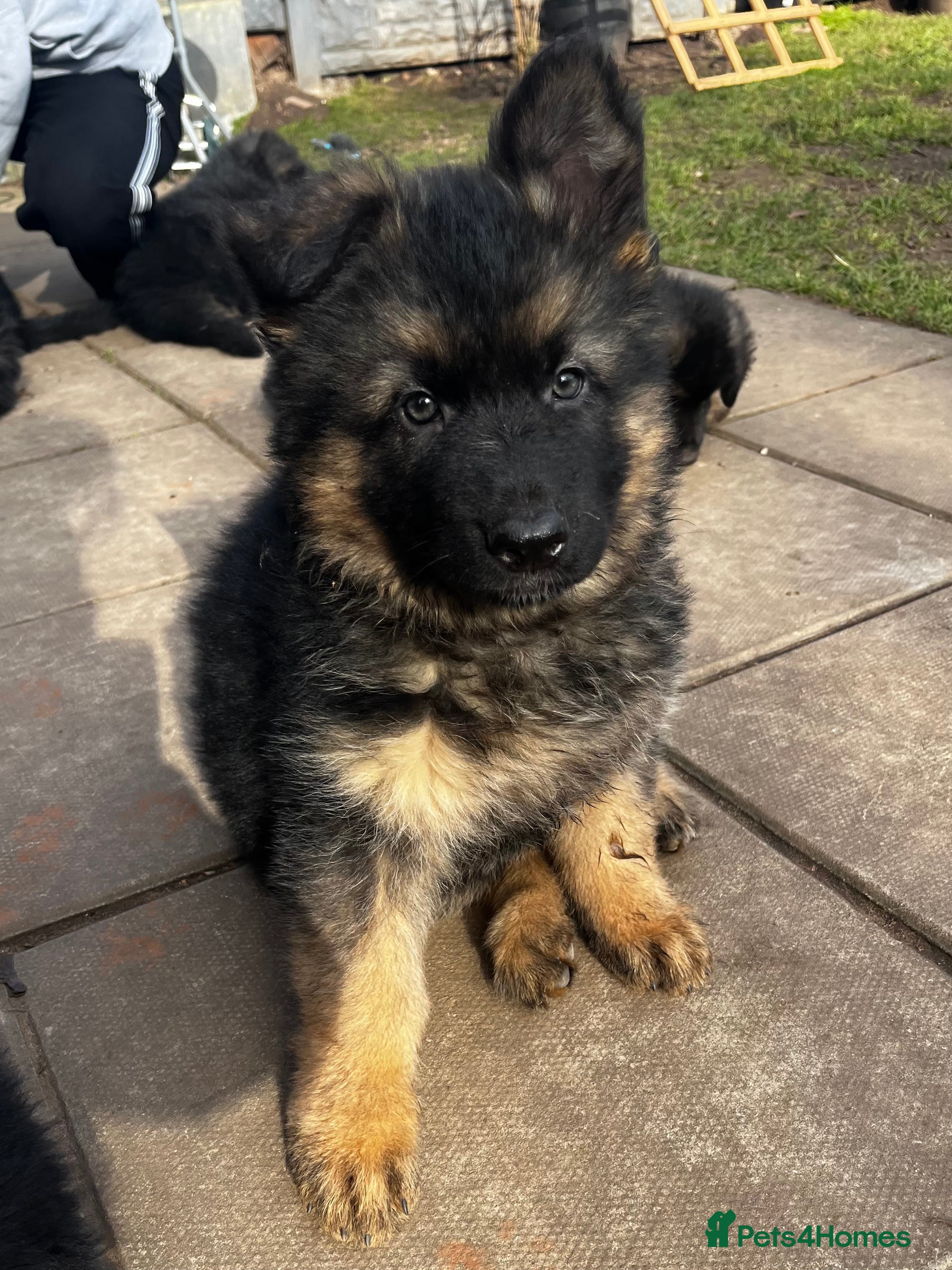 German Shepherd dogs Beautiful German Shepherd Puppies Kc Registered  - Advert 2