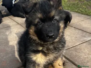 German Shepherd dogs Beautiful German Shepherd Puppies Kc Registered - Advert 9