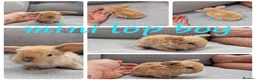 Mini Lop rabbits for sale: Mini lop babies available for reserve  - Advert 5