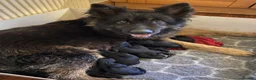 German Shepherd dogs for sale: Big chunky farm bred German shepherds ready now. - Advert 10