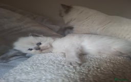 Ragdoll cats for sale: 🩵Blue Point KITTENS for sale!🩵 - Image 3