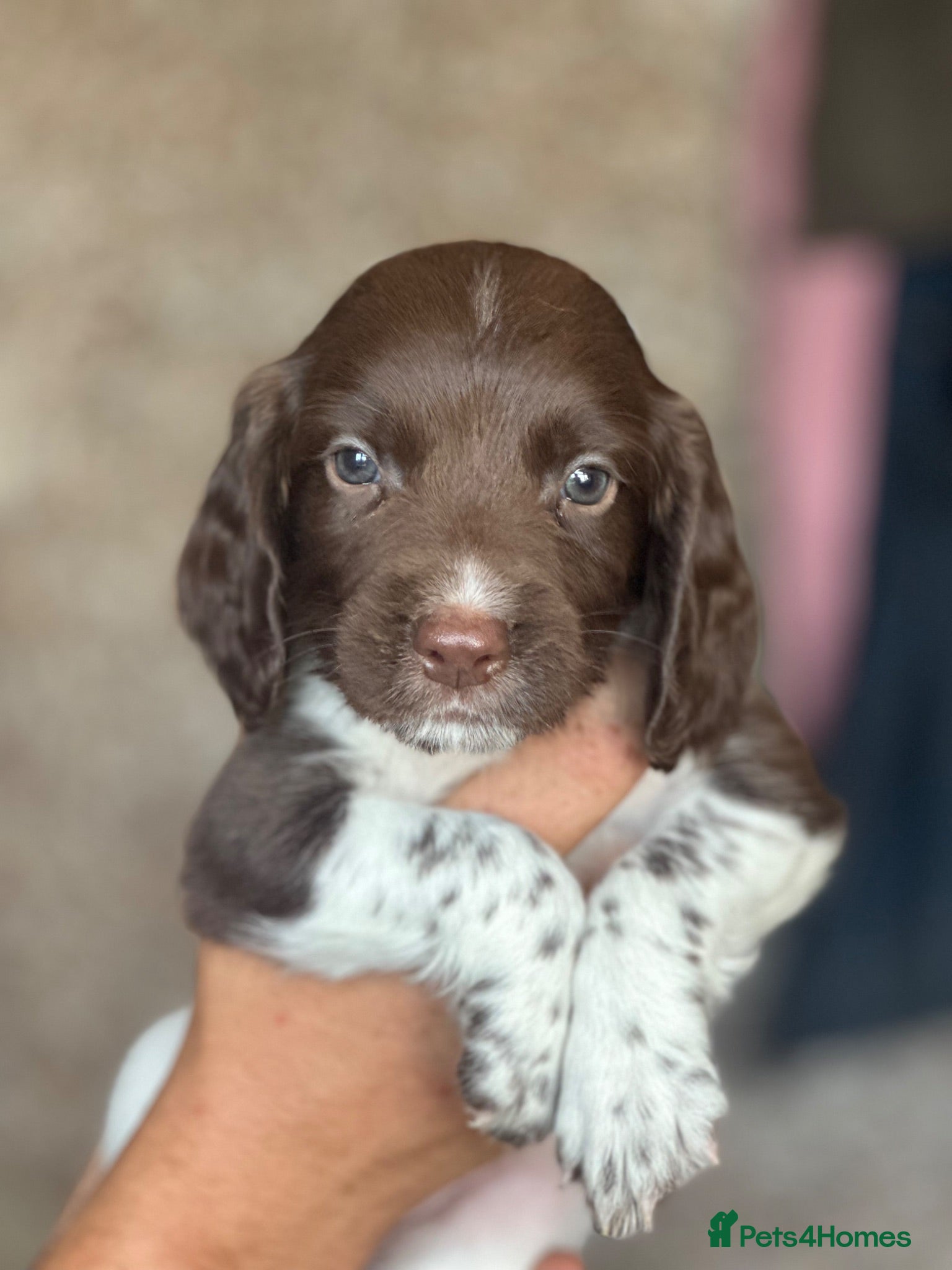 English Springer Spaniel dogs 7 gorgeous working springer spaniels  - Advert 2
