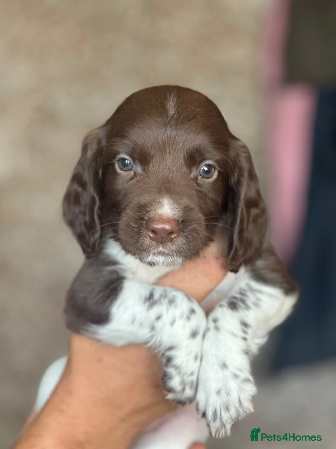 English Springer Spaniel dogs for sale: 7 gorgeous working springer spaniels  - Advert 1