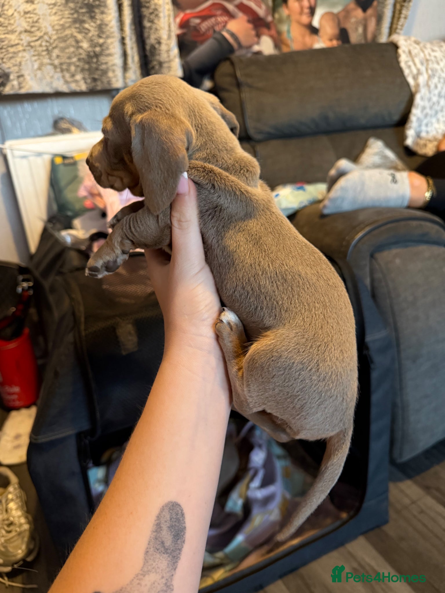 Dachshund dogs for sale: minature dachshund  in Tilbury - Advert 3