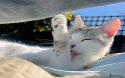 Mixed Breed cats for sale: Two cuties  - Image 8
