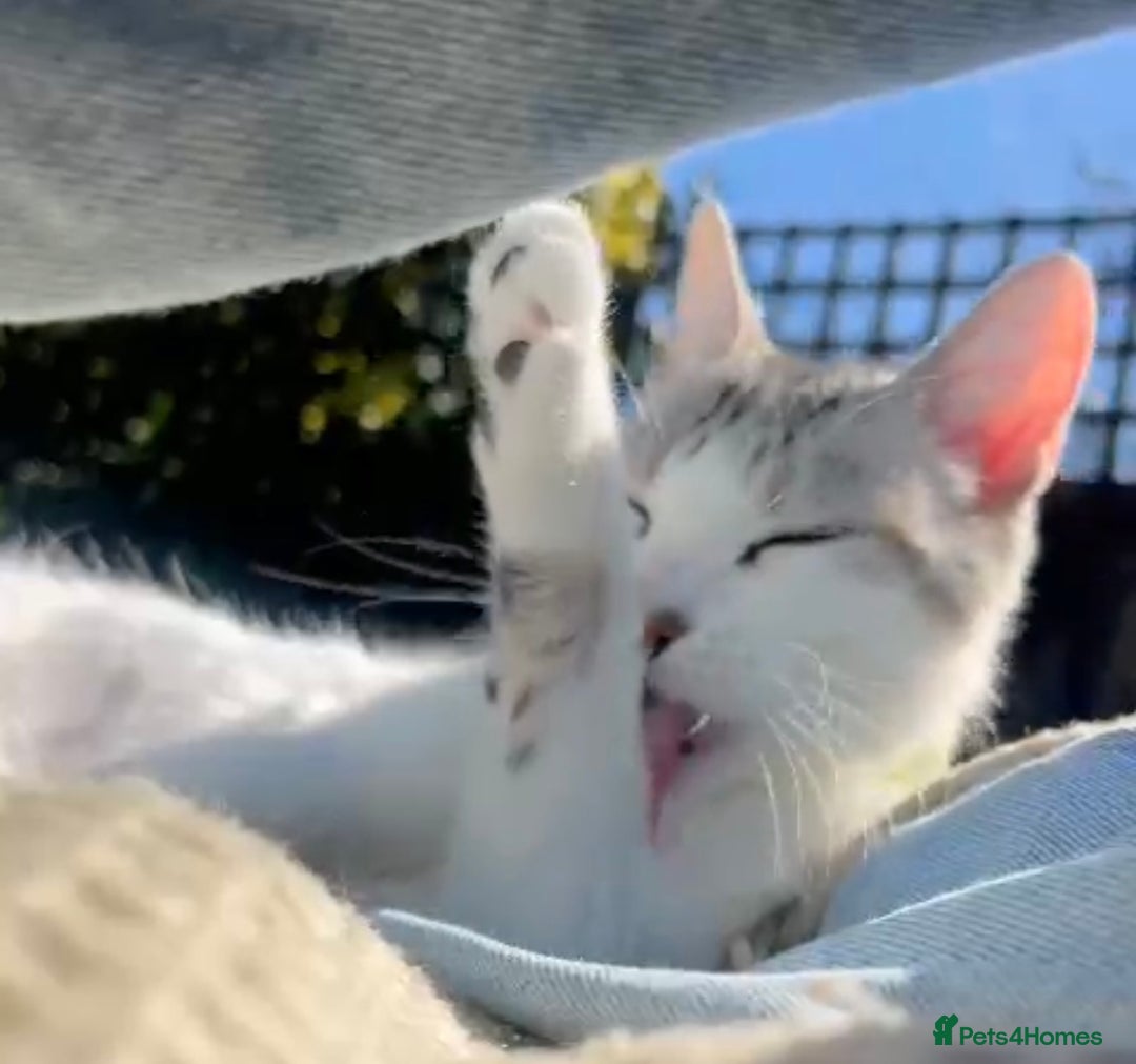 Mixed Breed cats for sale: Two cuties  - Image 8