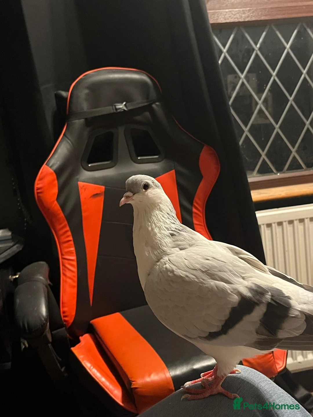 Pigeons birds for sale: Pet Asian Fancy Pigeon - Advert 6