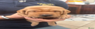 Labrador Retriever 3