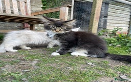 Maine Coon cats for sale: Full pedigree MaineCoon kittens  - Image 17