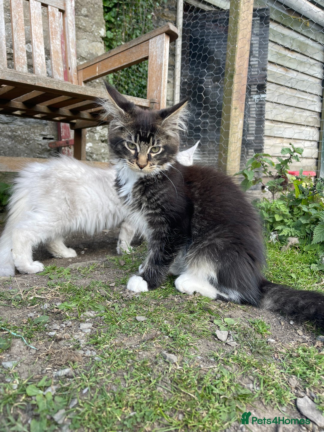 Maine Coon cats for sale: Full pedigree MaineCoon kittens  - Image 17