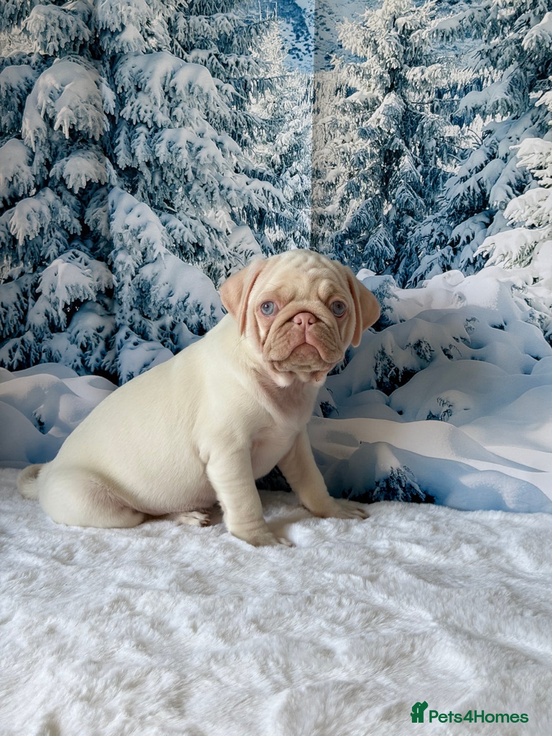 Pug dogs for sale: Pink Pug Puppies Available - Advert 5
