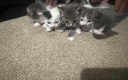 Mixed Breed cats for sale: Mixed breed kittens - Advert 1