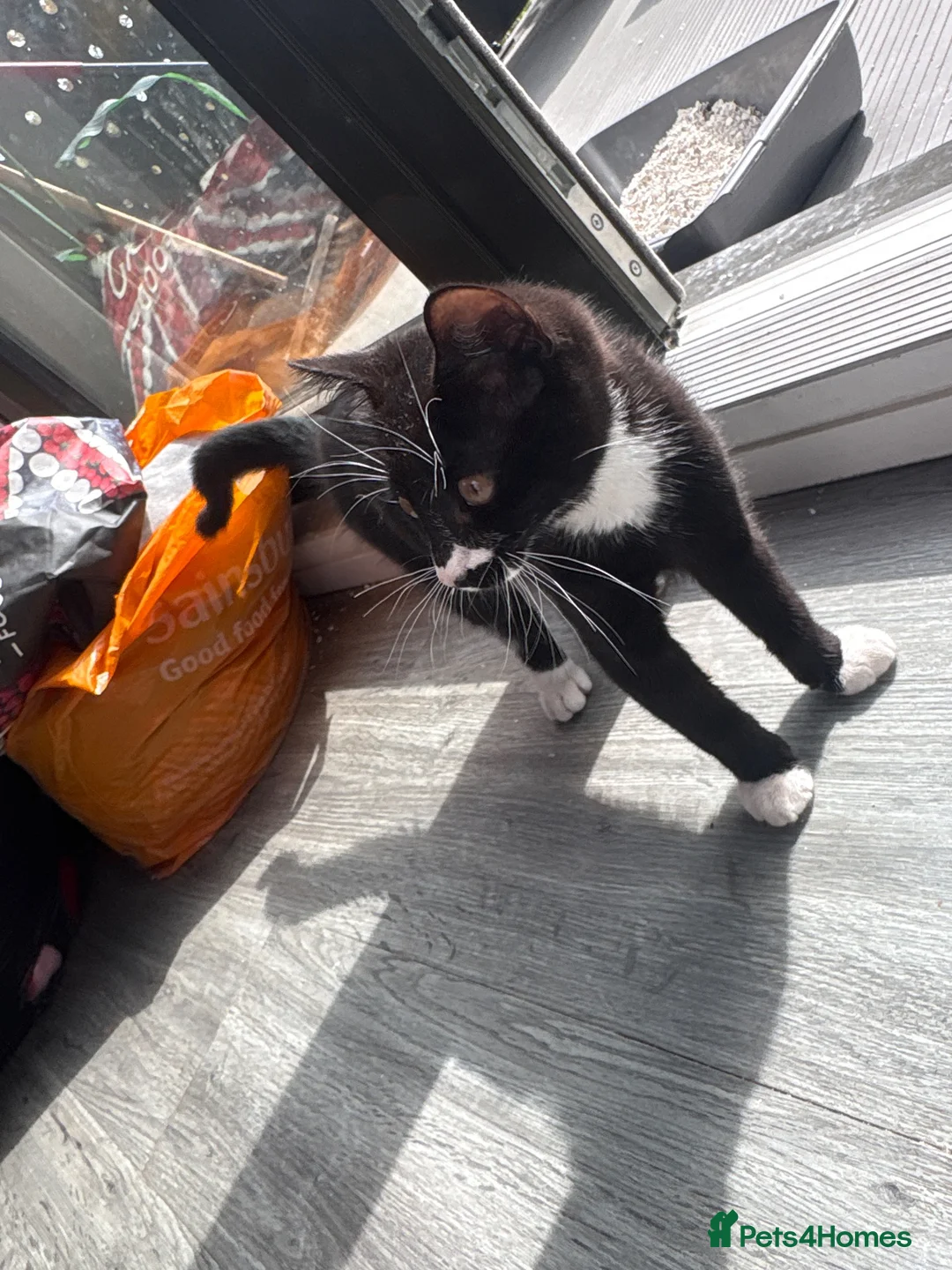 Mixed Breed cats for sale: Cat for sale  in London - Advert 1