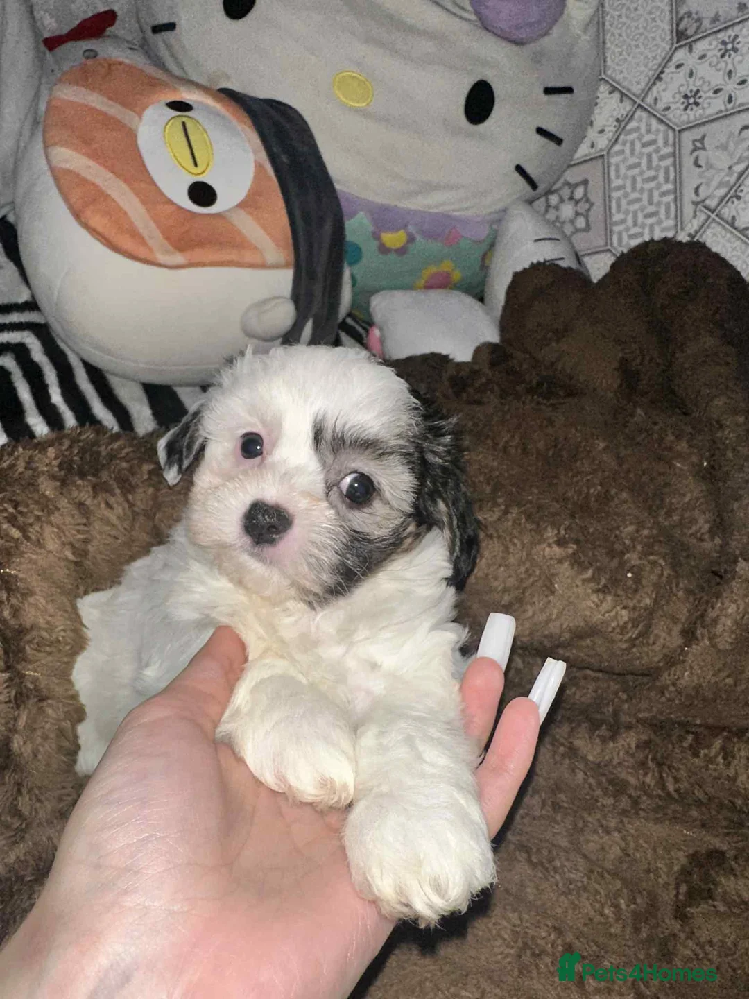 Zuchon dogs for sale: Bichon - Advert 4