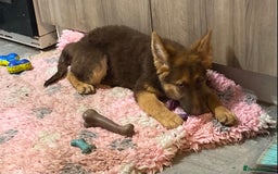 German Shepherd dogs for sale: Liver and tan German shepherds - Image 11