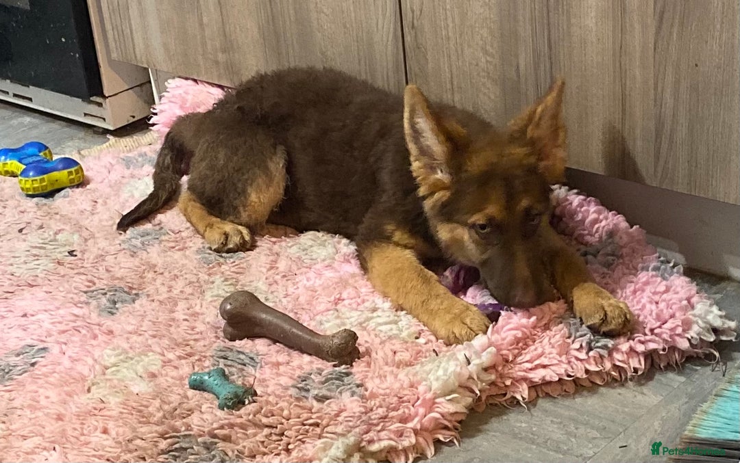 German Shepherd dogs for sale: Liver and tan German shepherds - Image 11