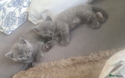 British Shorthair cats for sale: Both parents pedigreesTICA pedigree-dad5xchampion  - Image 5