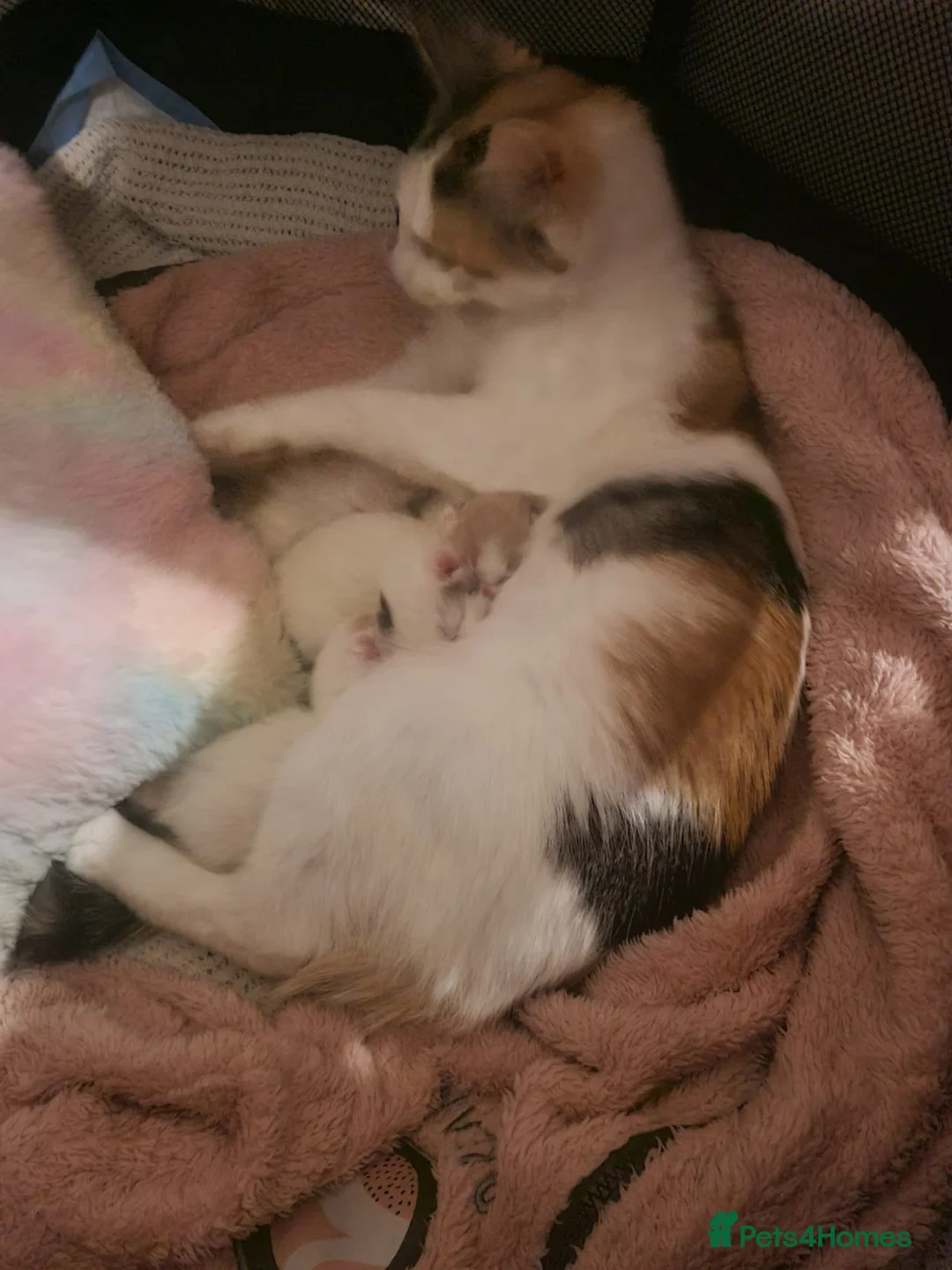 Mixed Breed cats for sale: Little Buddy Maine coon cross  - Advert 9