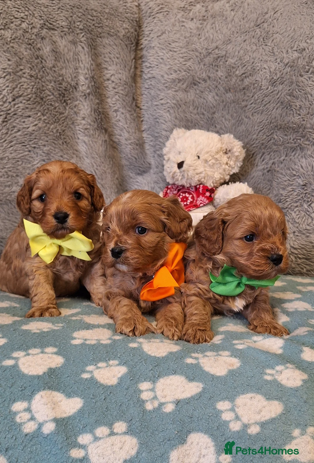 Cavapoo dogs for sale: Gorgeous health tested Cavapoo pups - Advert 3