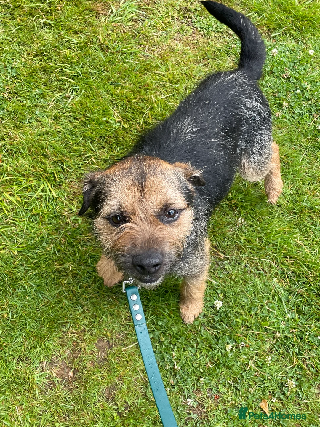 Border Terrier dogs for stud: border terrier in Chard - Advert 5