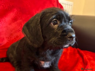 Mixed Breed dogs 💚❤️ READY TO LEAVE NOW ❤️💚 - Advert 6