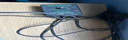 Hermann Tortoise reptiles for sale: Two hermanna tortoises with set up  in Heanor - Advert 5