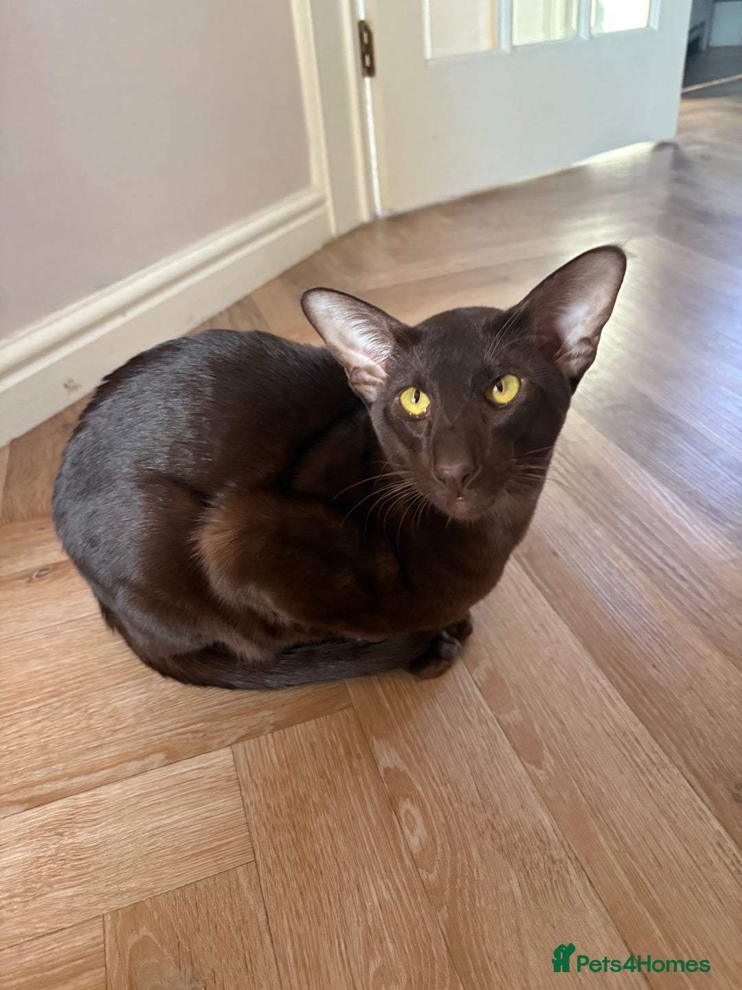 Oriental cats for sale: Chocolate Oriental Shorthair - Advert 3