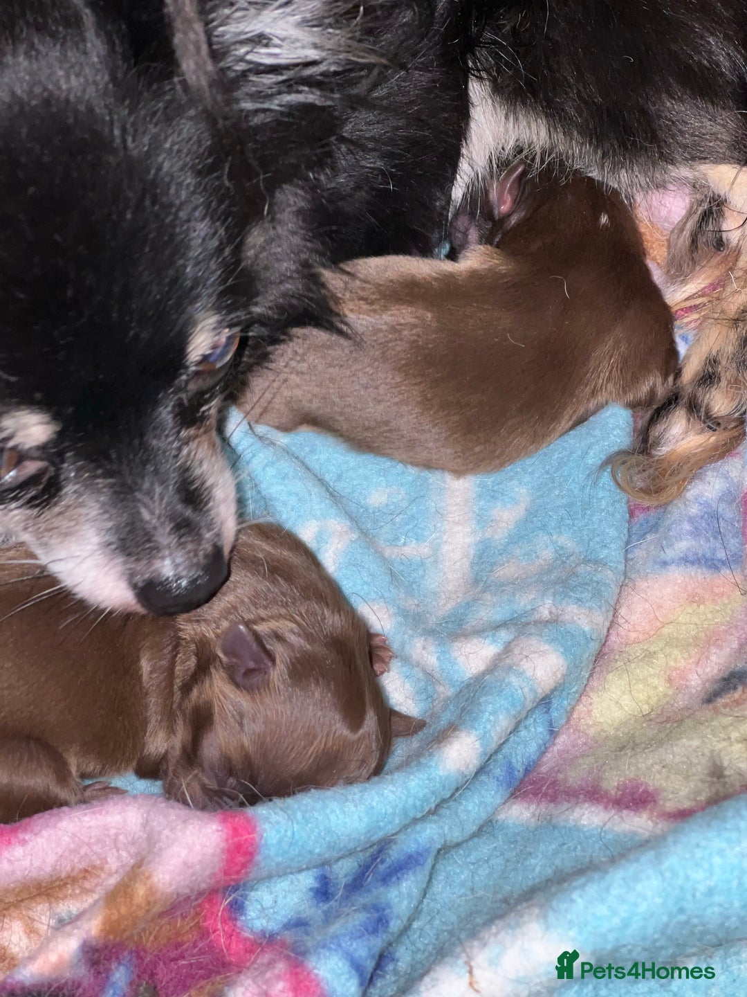 Chihuahua dogs for stud: Oscar for stud  in Warrington - Image 6