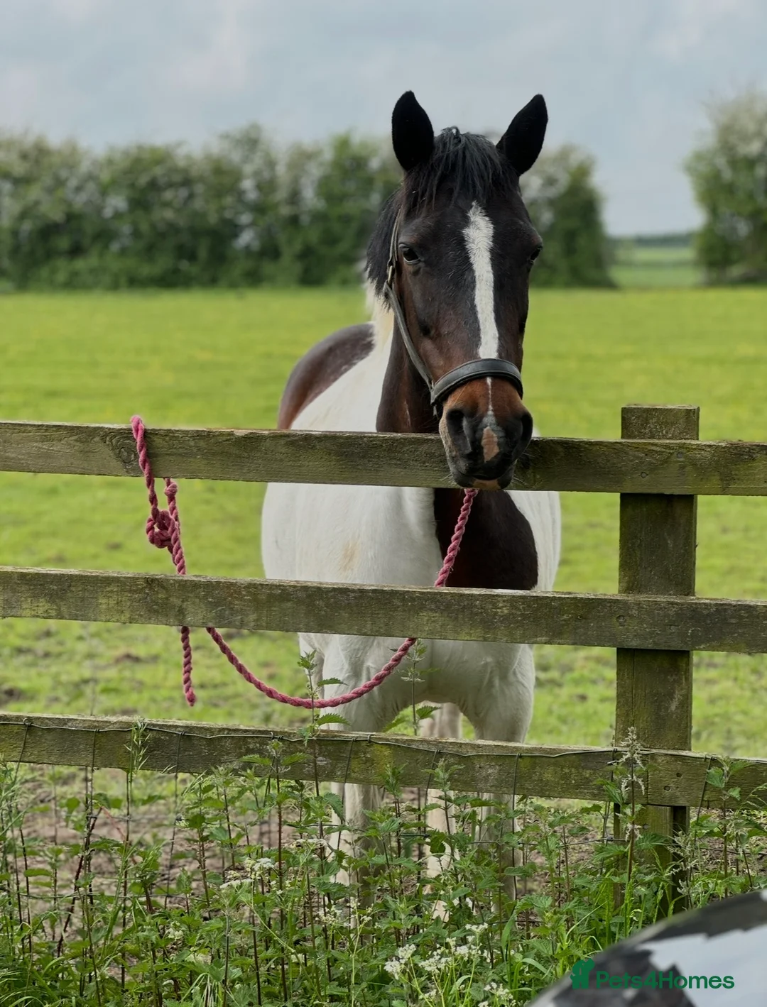 Other Breed horses for sale: FLOSSIE BEAUTIFUL SKEWBALD HOMEBRED MARE  - Advert 2