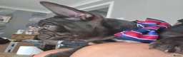 French Bulldog dogs for sale: French bulldog puppies - Advert 8