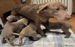 Labrador Retriever dogs for sale: KC SILVER & CHARCOAL Labrador Puppys  - Image 17