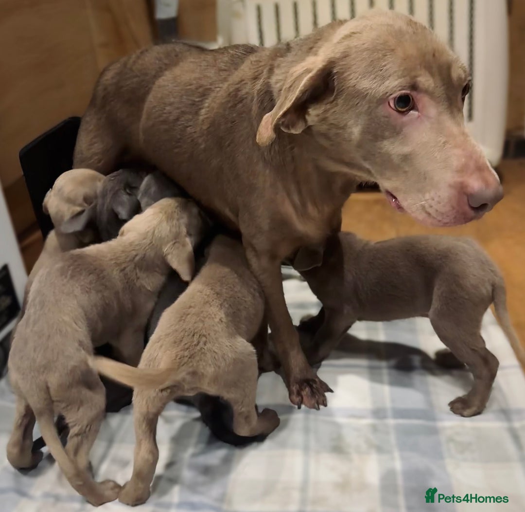 Labrador Retriever dogs for sale: KC SILVER & CHARCOAL Labrador Puppys  - Image 17